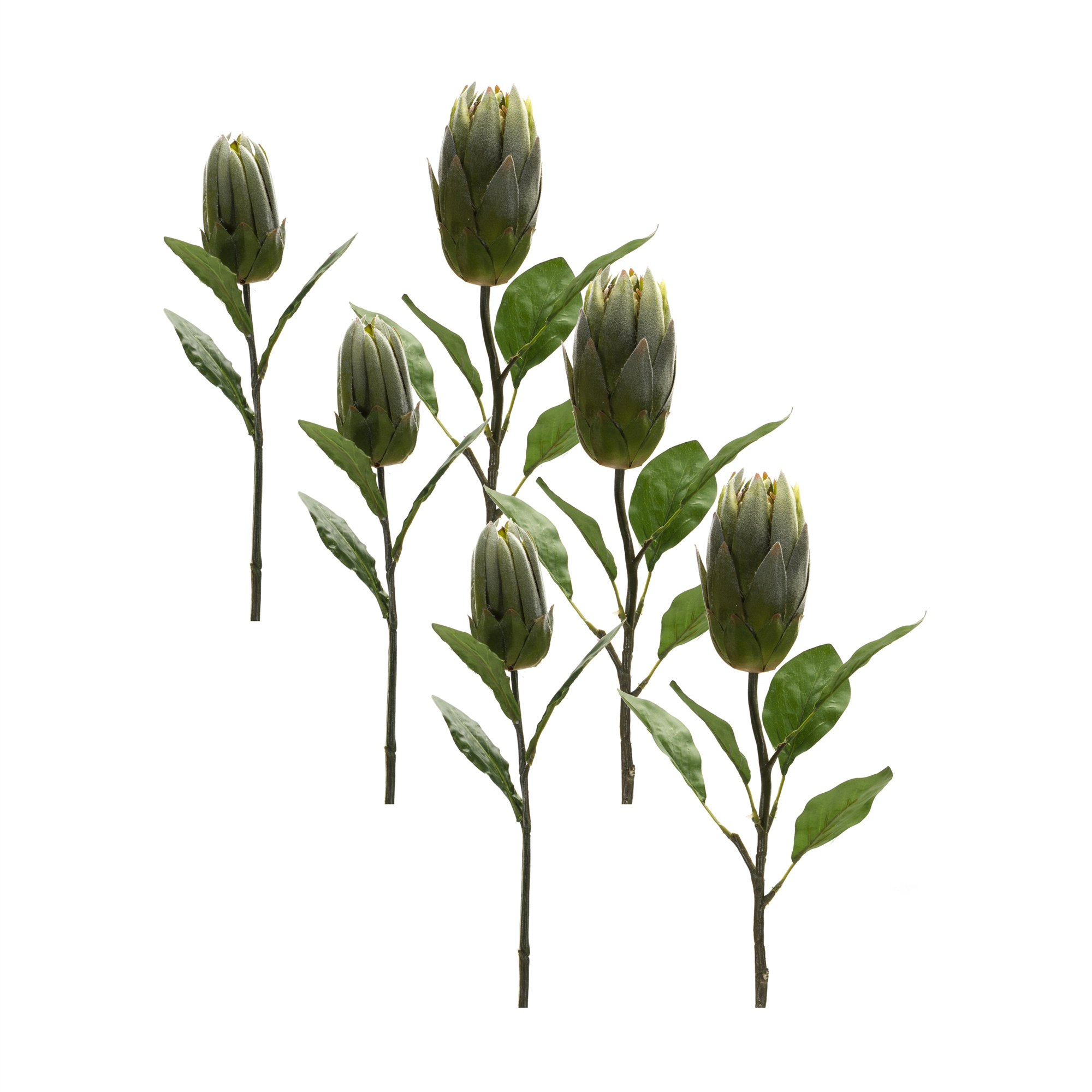 Protea Stem (Set of 6) 20