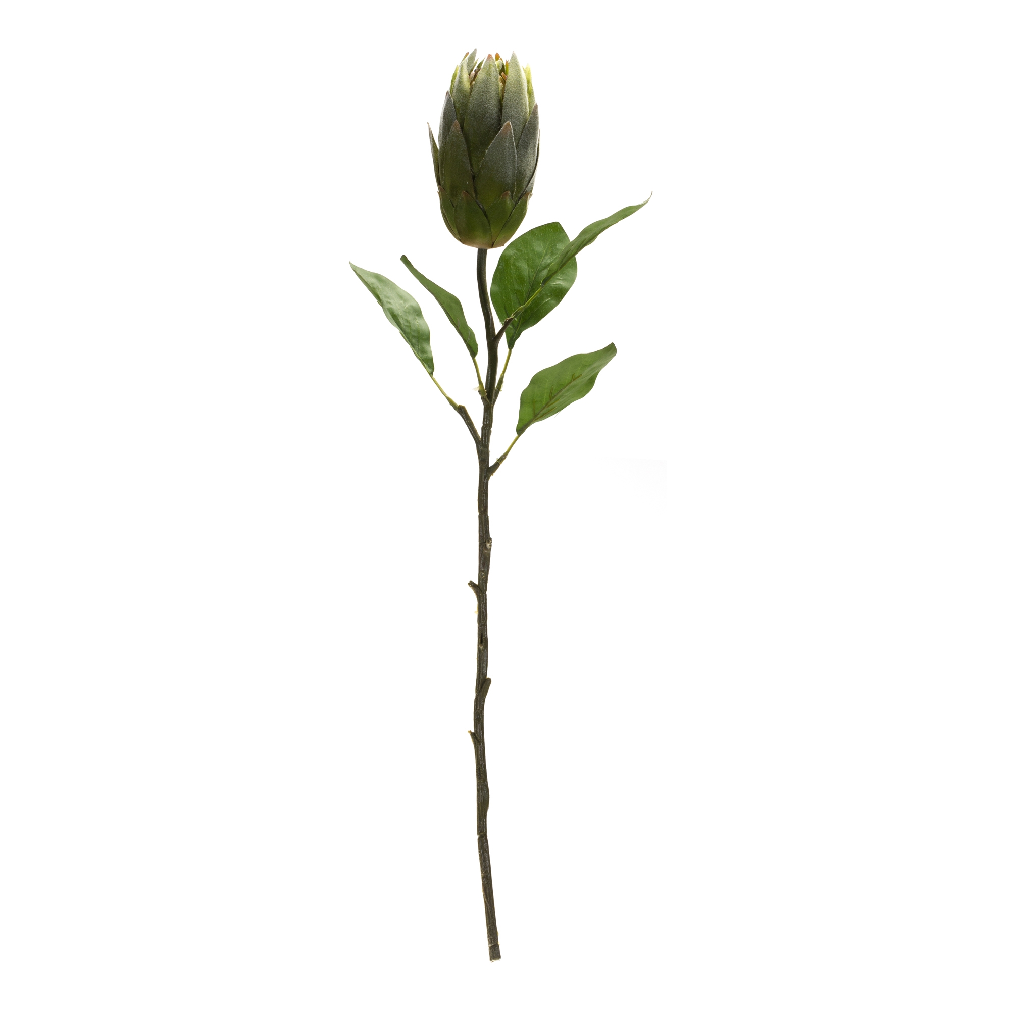 Protea Stem (Set of 6) 20