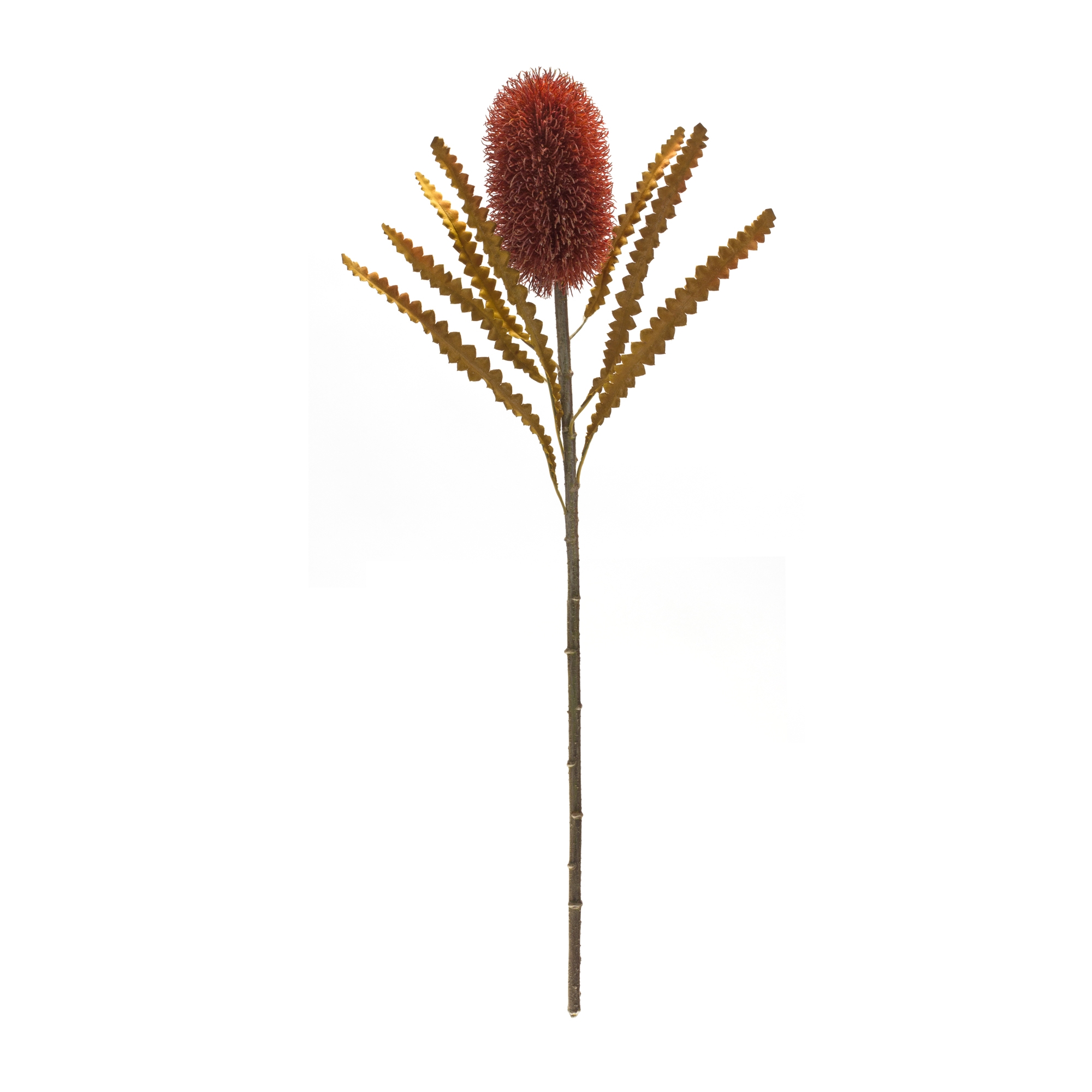 Banksia Stem (Set of 6) 24