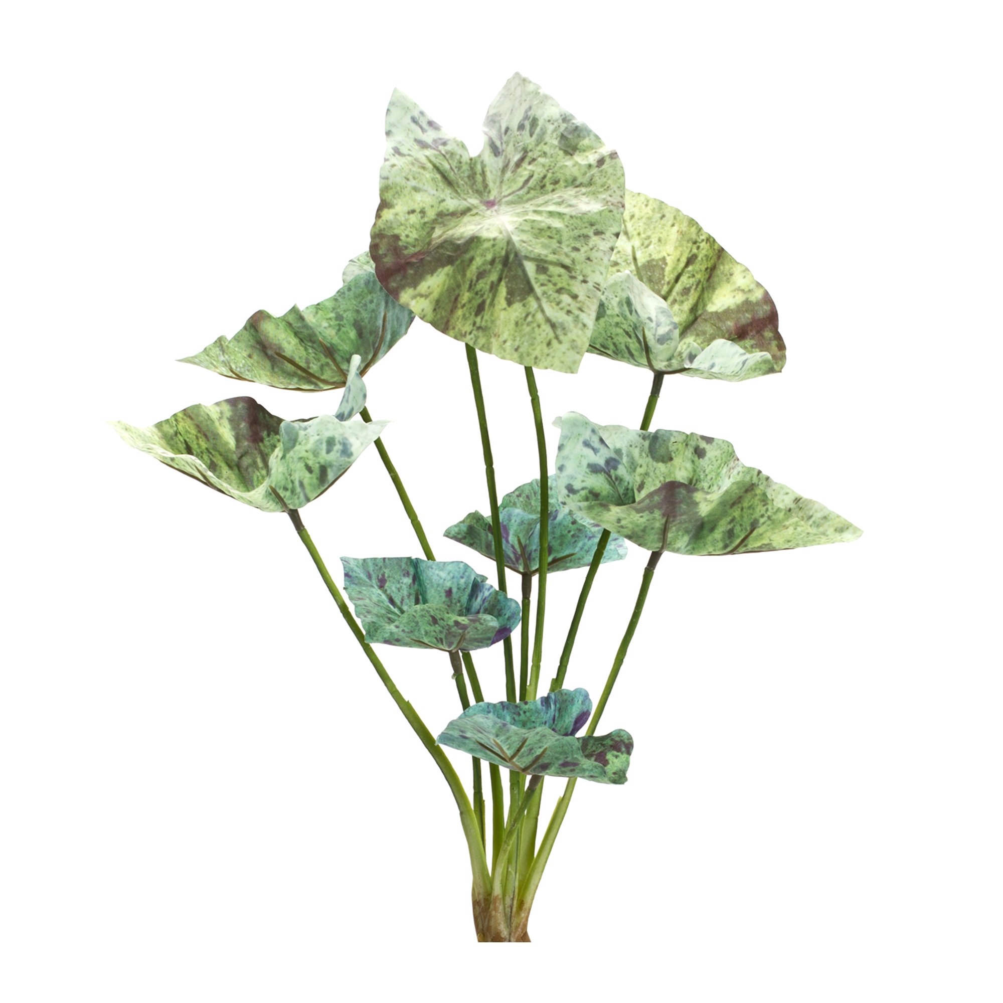Caladium Bush (Set of 6) 18.5