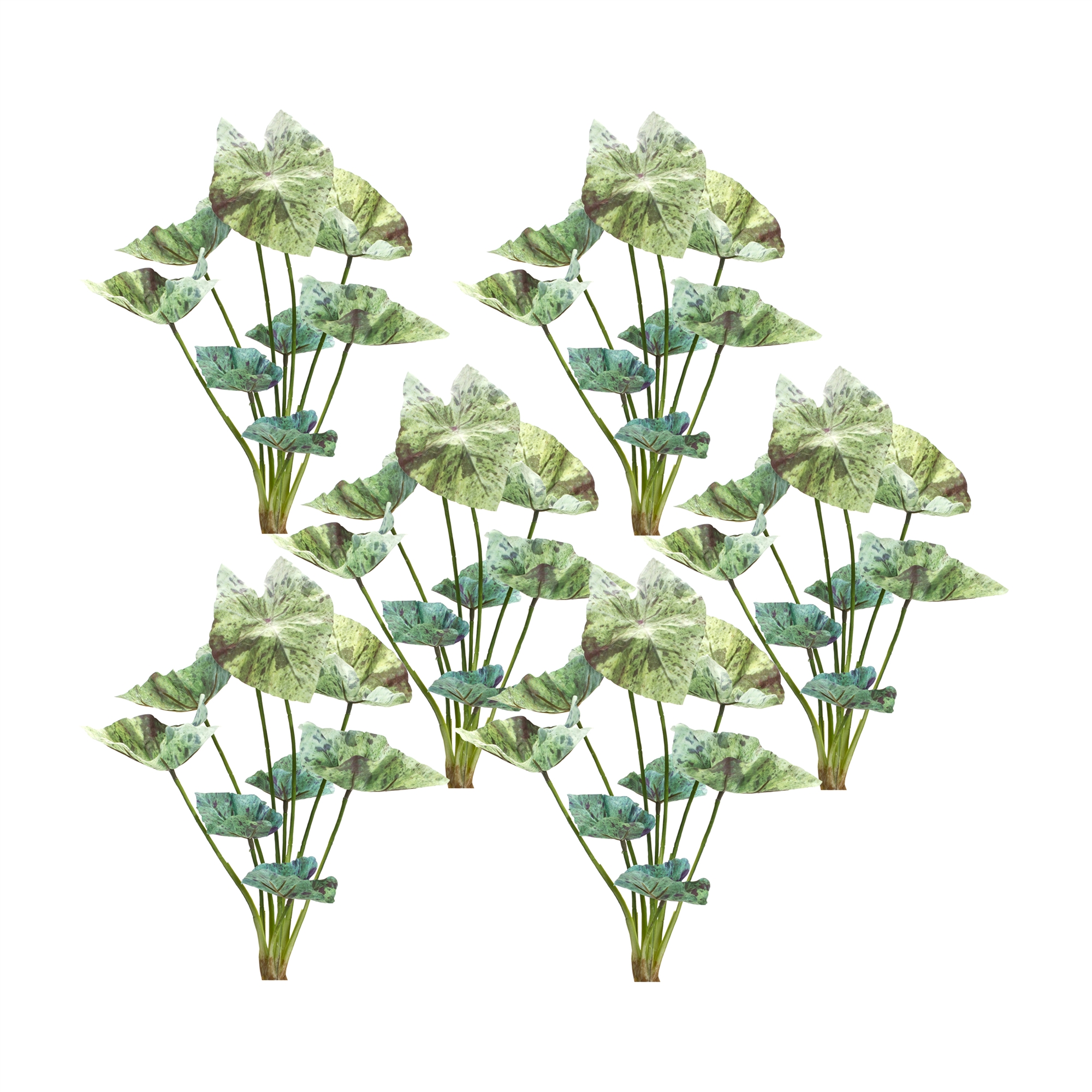 Caladium Bush (Set of 6) 18.5