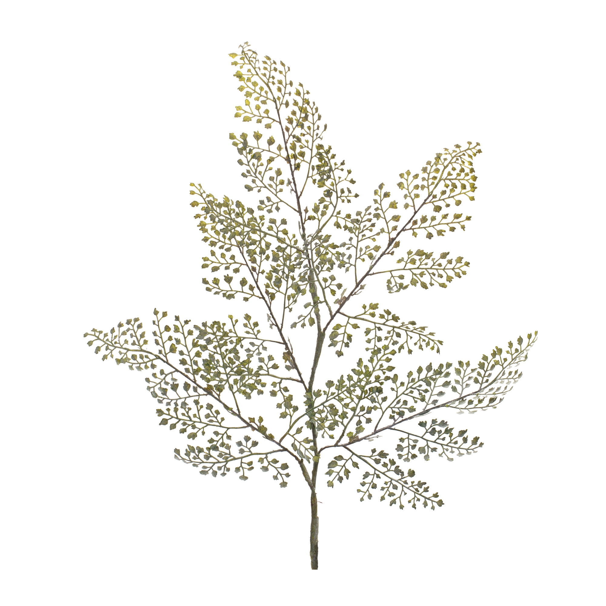 Maiden Hair Fern Spray (Set of 6) 30.5