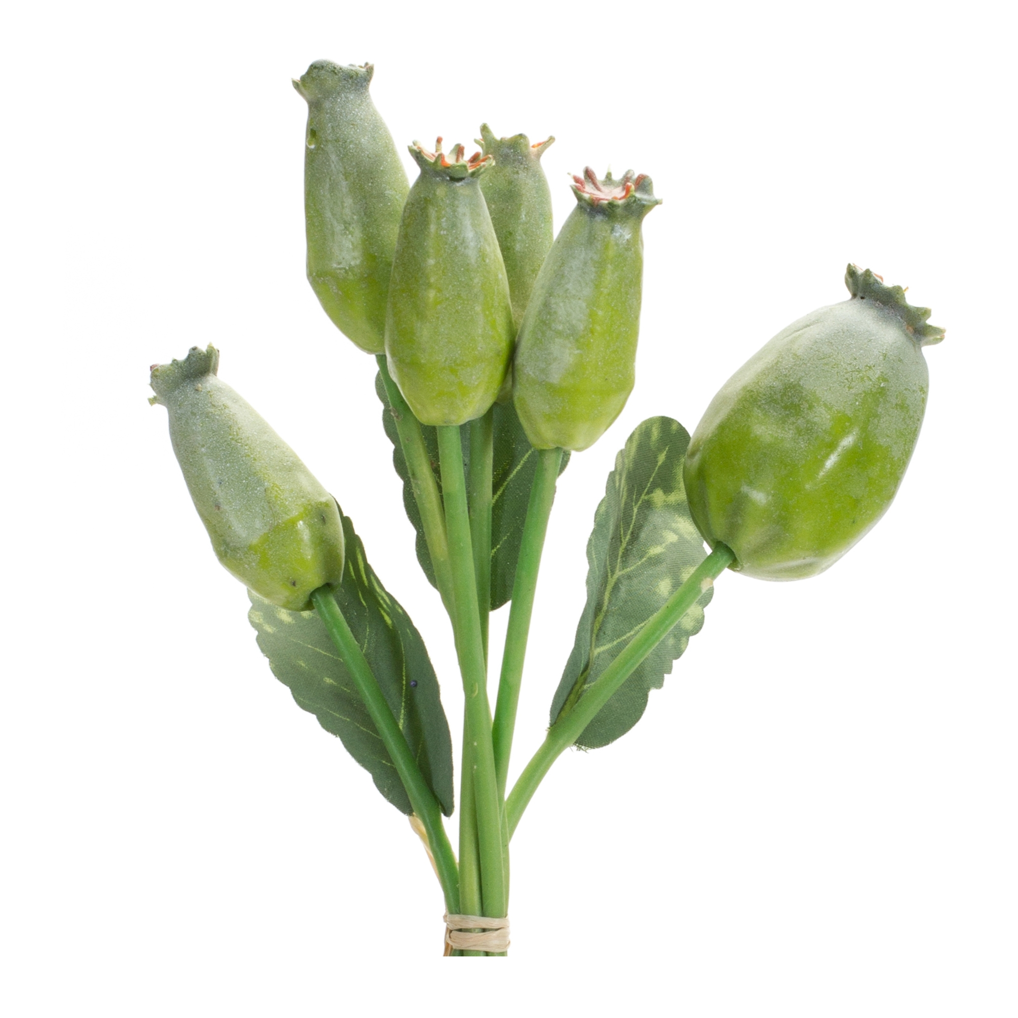 Poppy Pod Bundle (Set of 6) 9.5