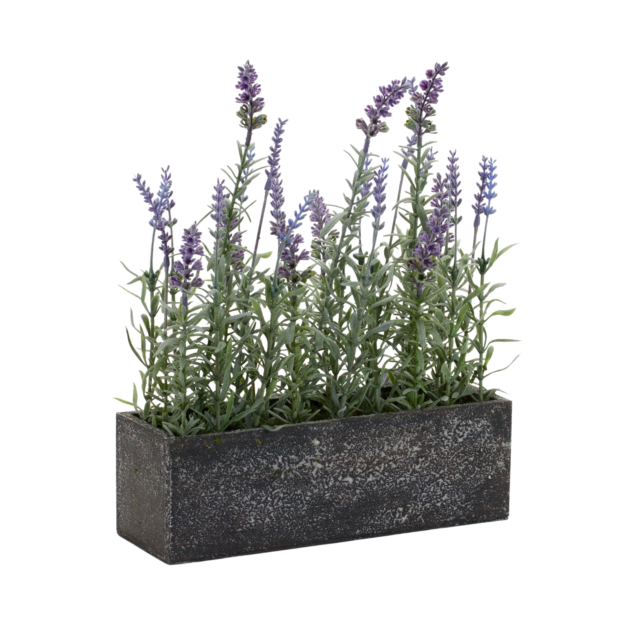 Potted Lavender (Set of 2) 11.5