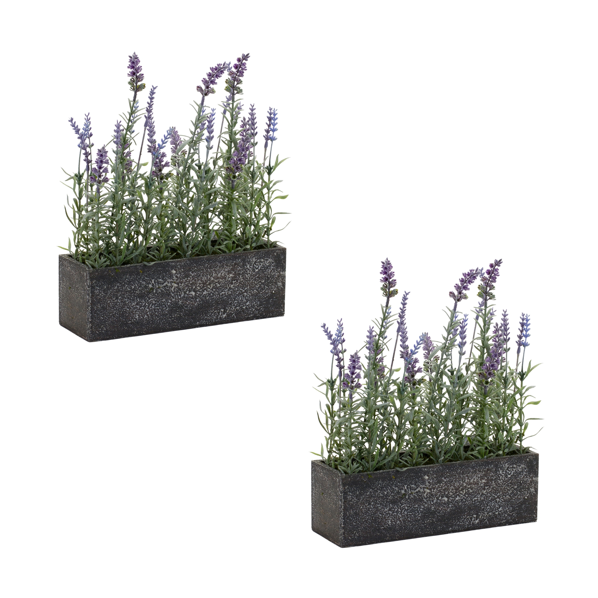 Potted Lavender (Set of 2) 11.5