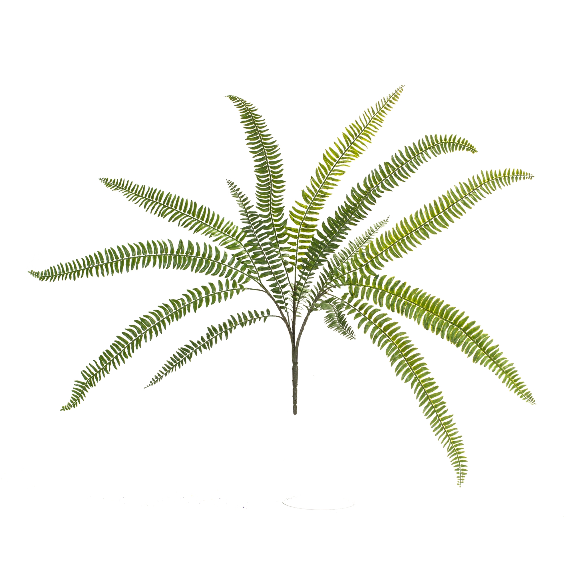 Fern Bush (Set of 6) 25