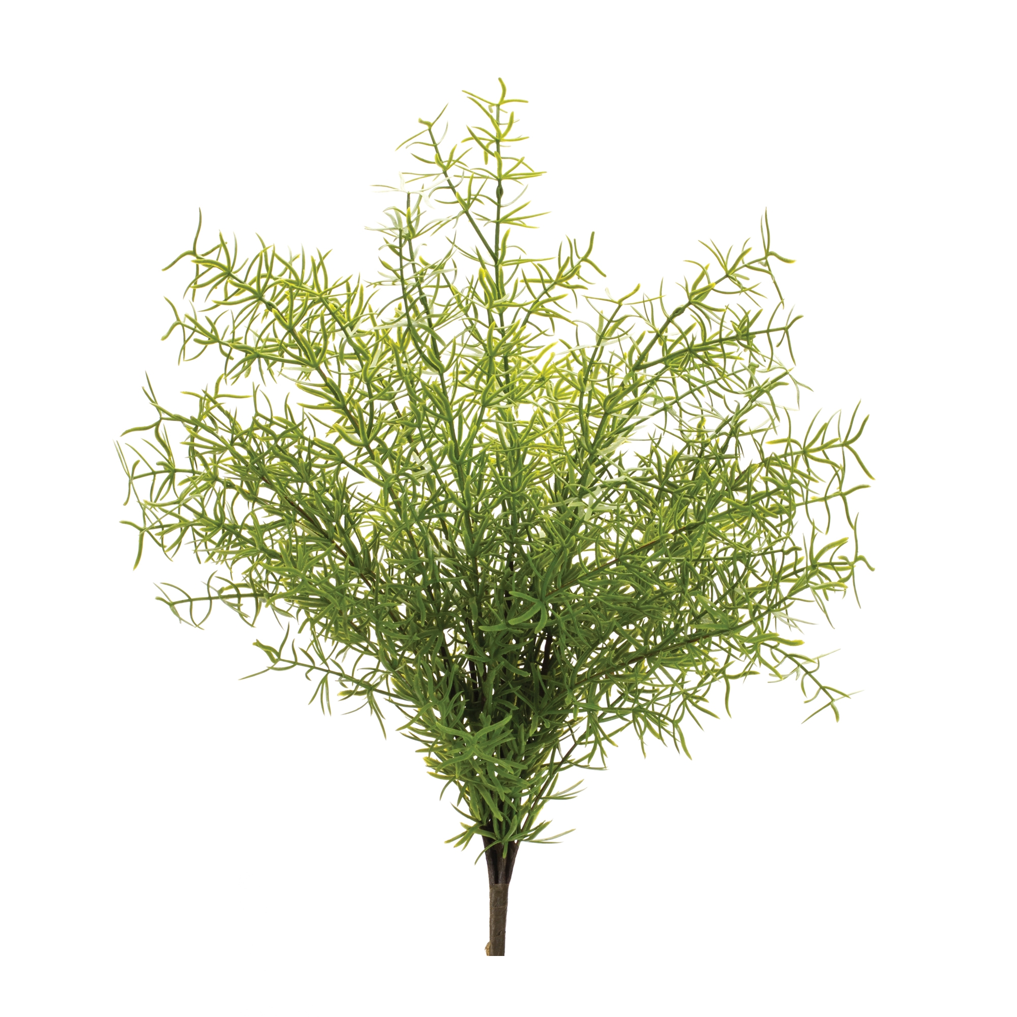 Asparagus Fern Bush (Set of 6) 18.5