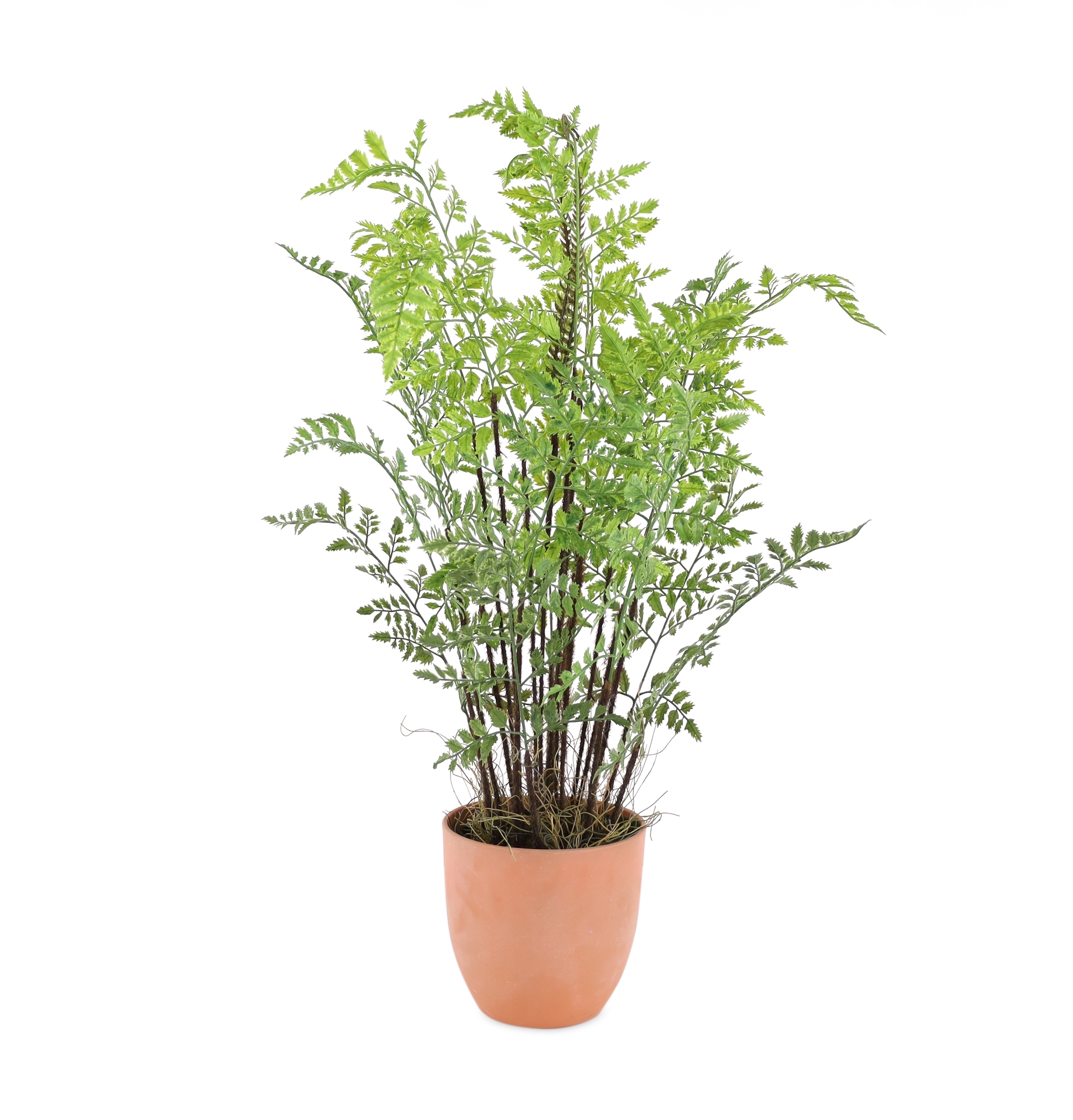 Potted Fern Plant 30