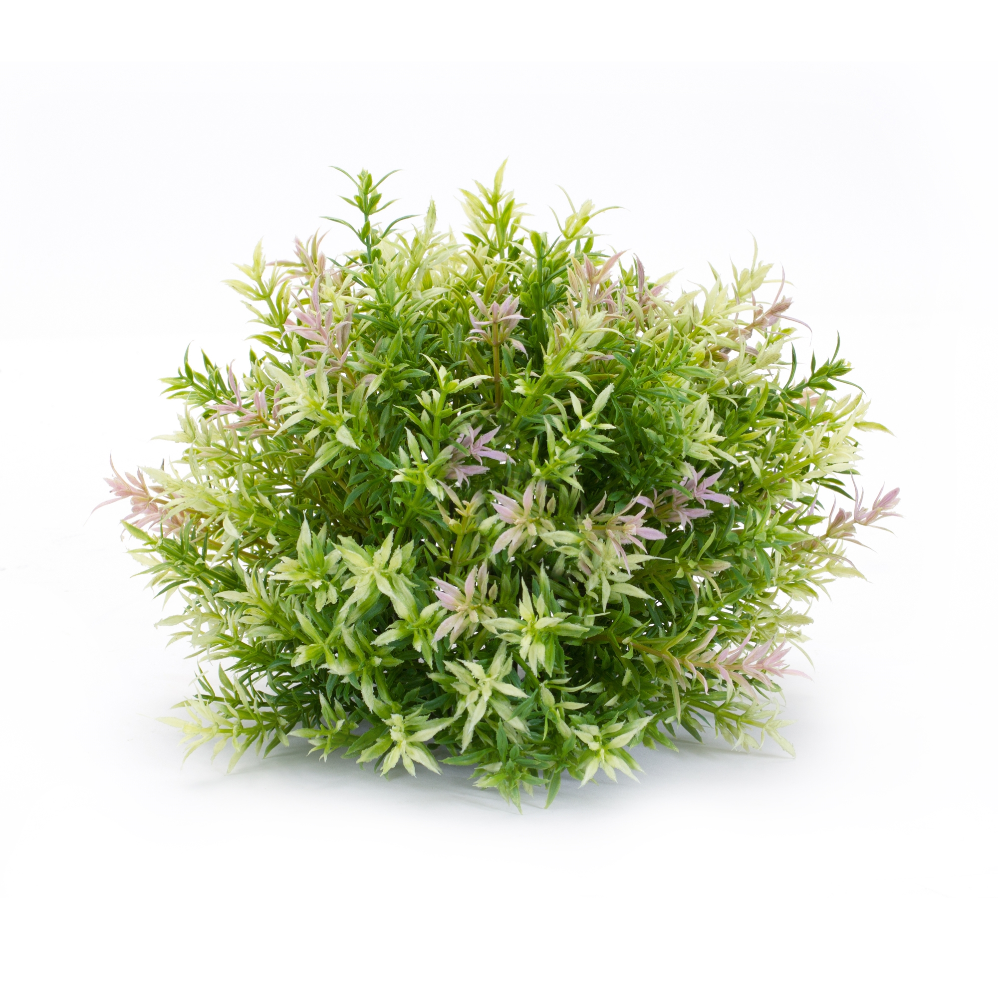 Half Orb (Set of 6) 10