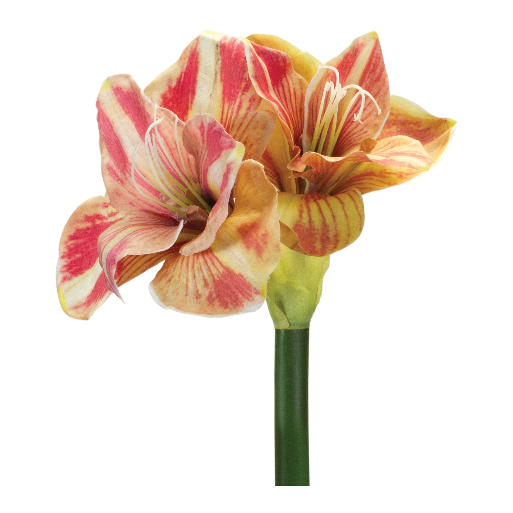 Amaryllis Stem (Set of 2) 28.5