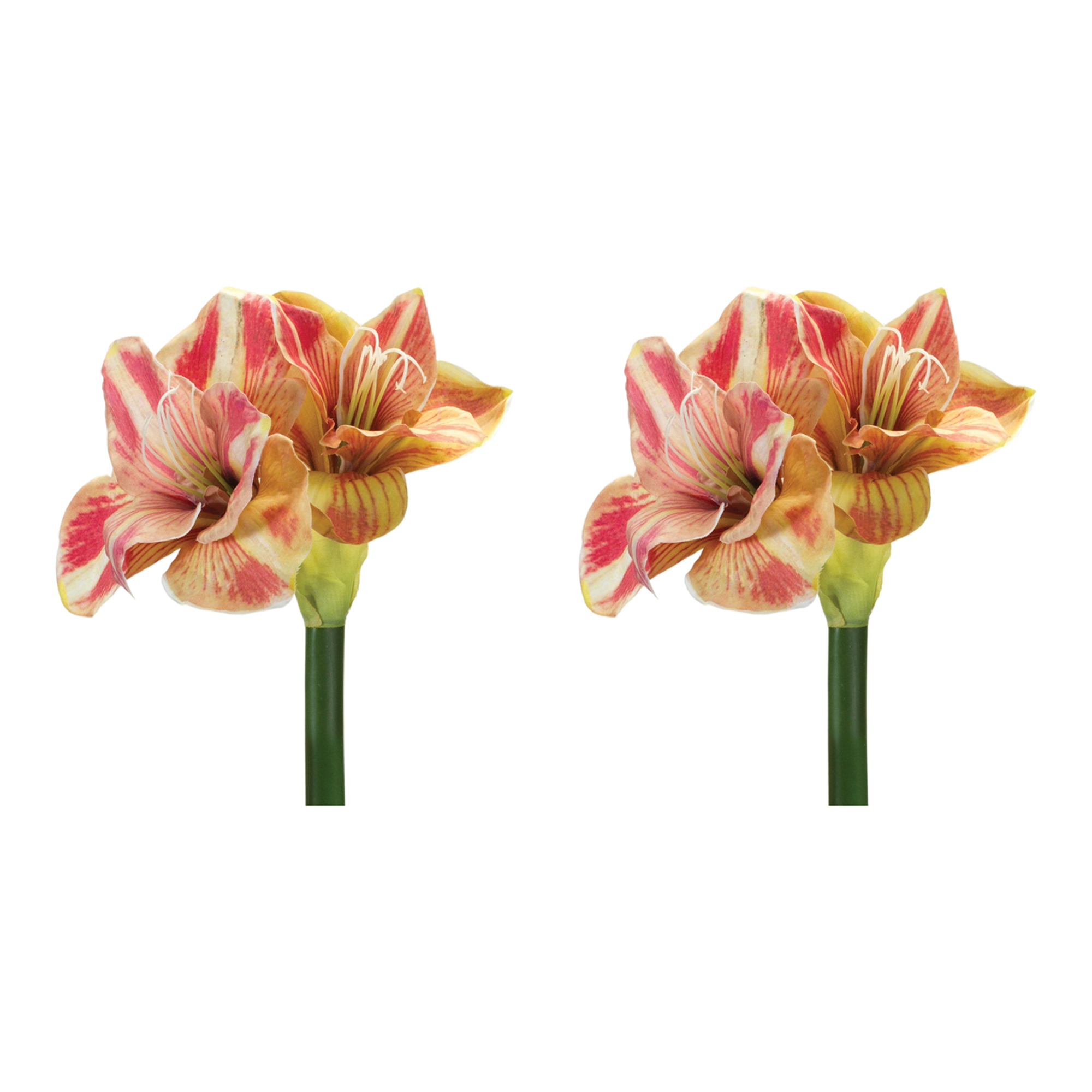 Amaryllis Stem (Set of 2) 28.5