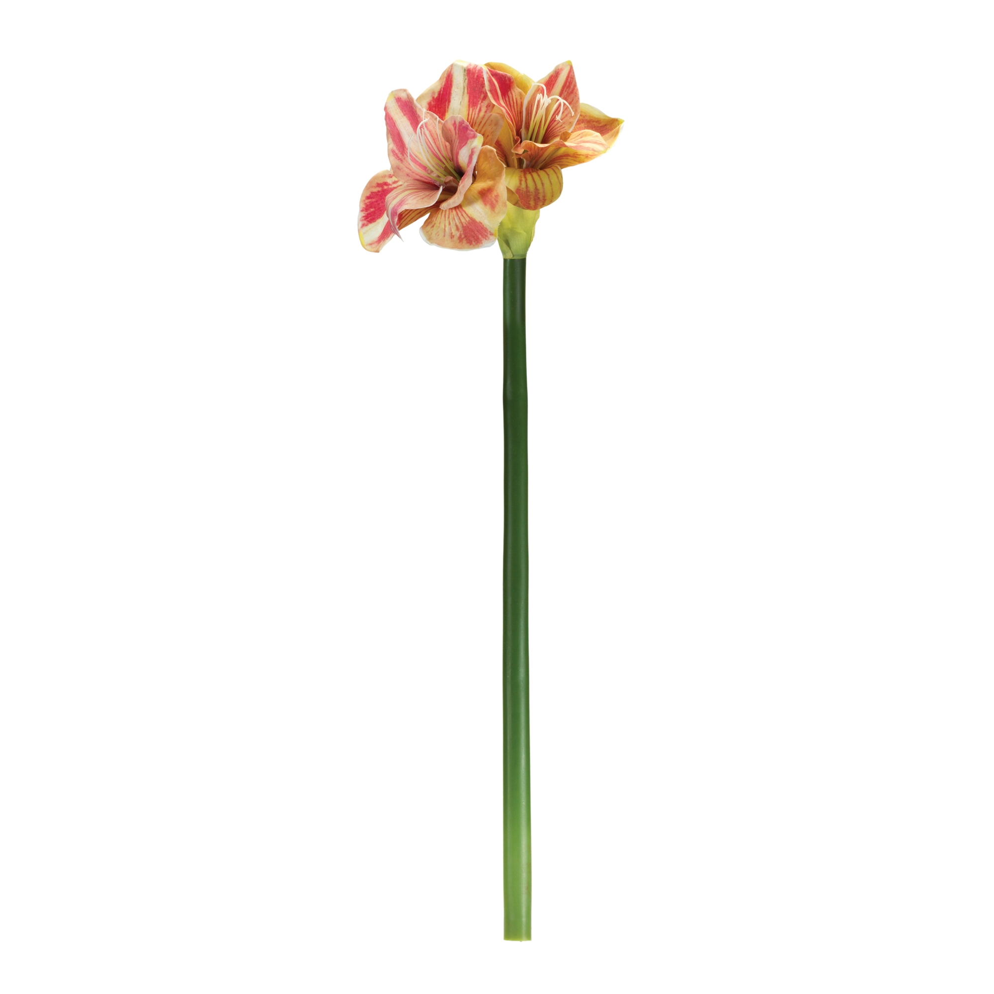 Amaryllis Stem (Set of 2) 28.5
