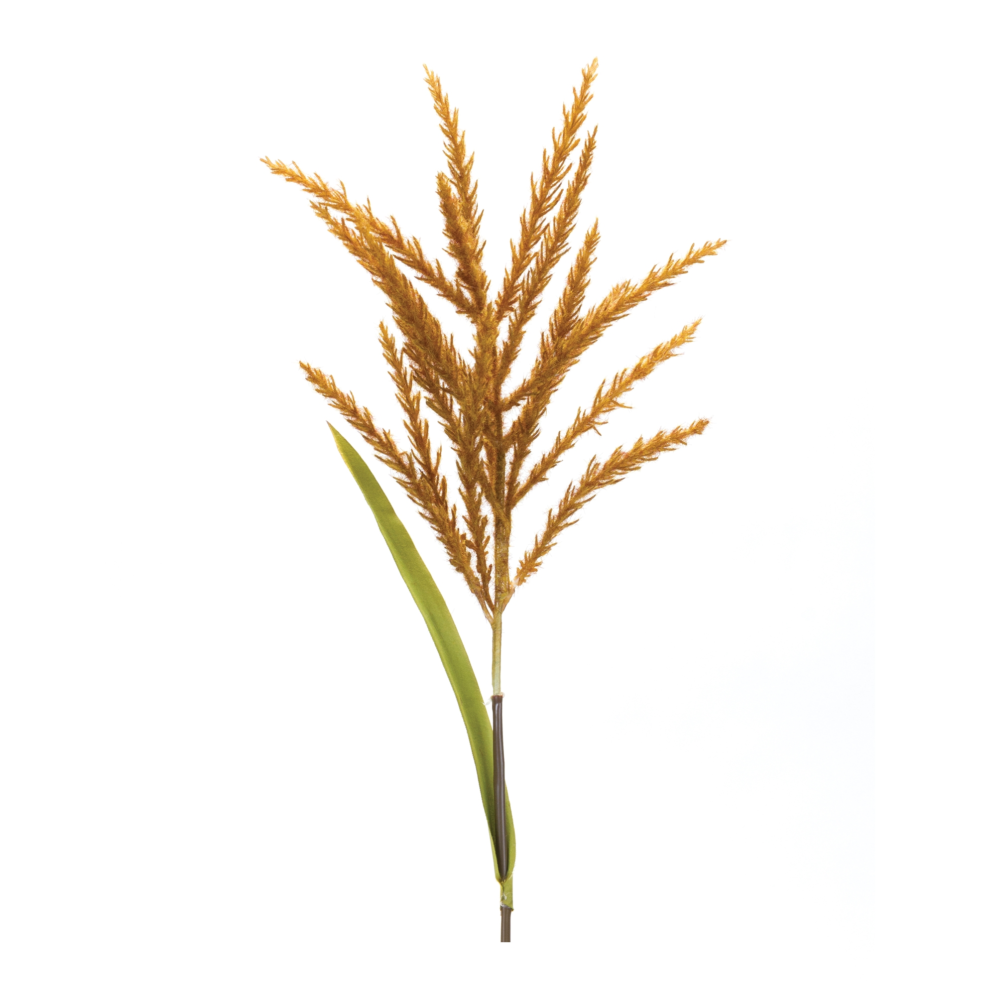 Astilbe Stem (Set of 12) 34