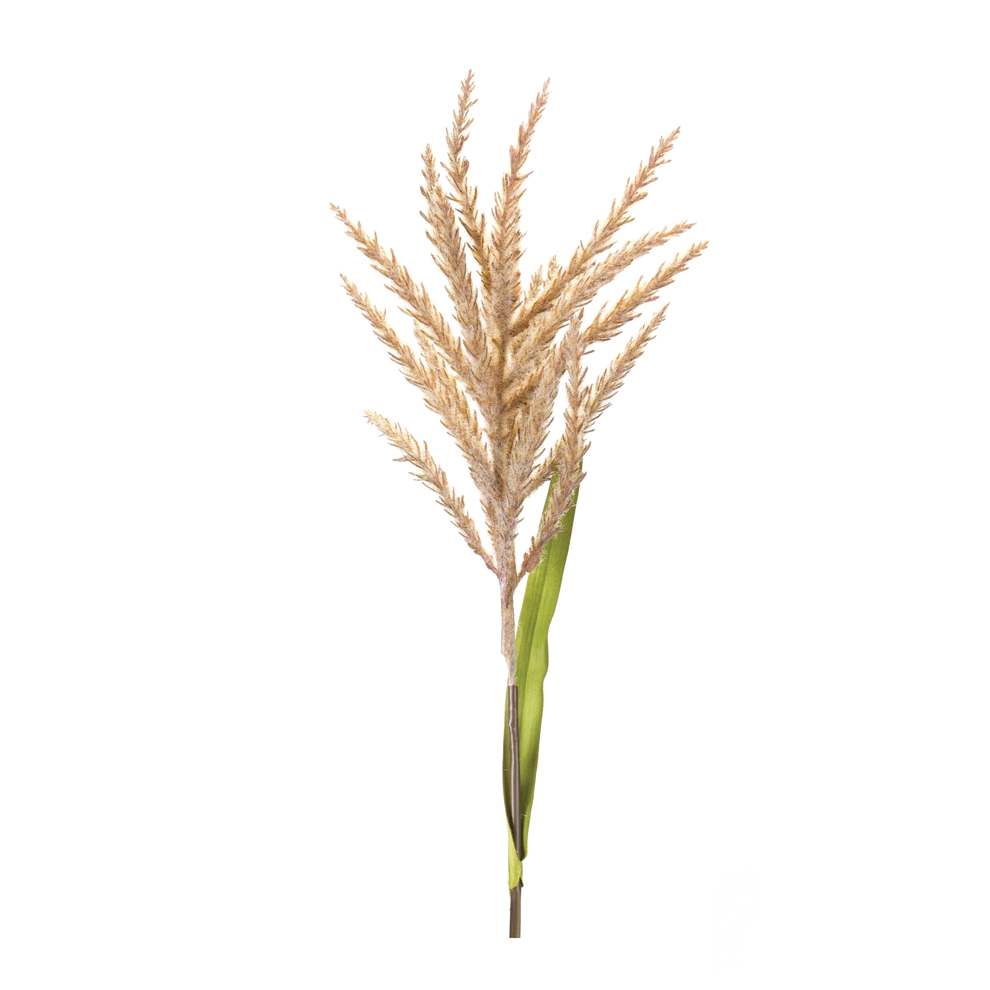 Astilbe Stem (Set of 12) 34