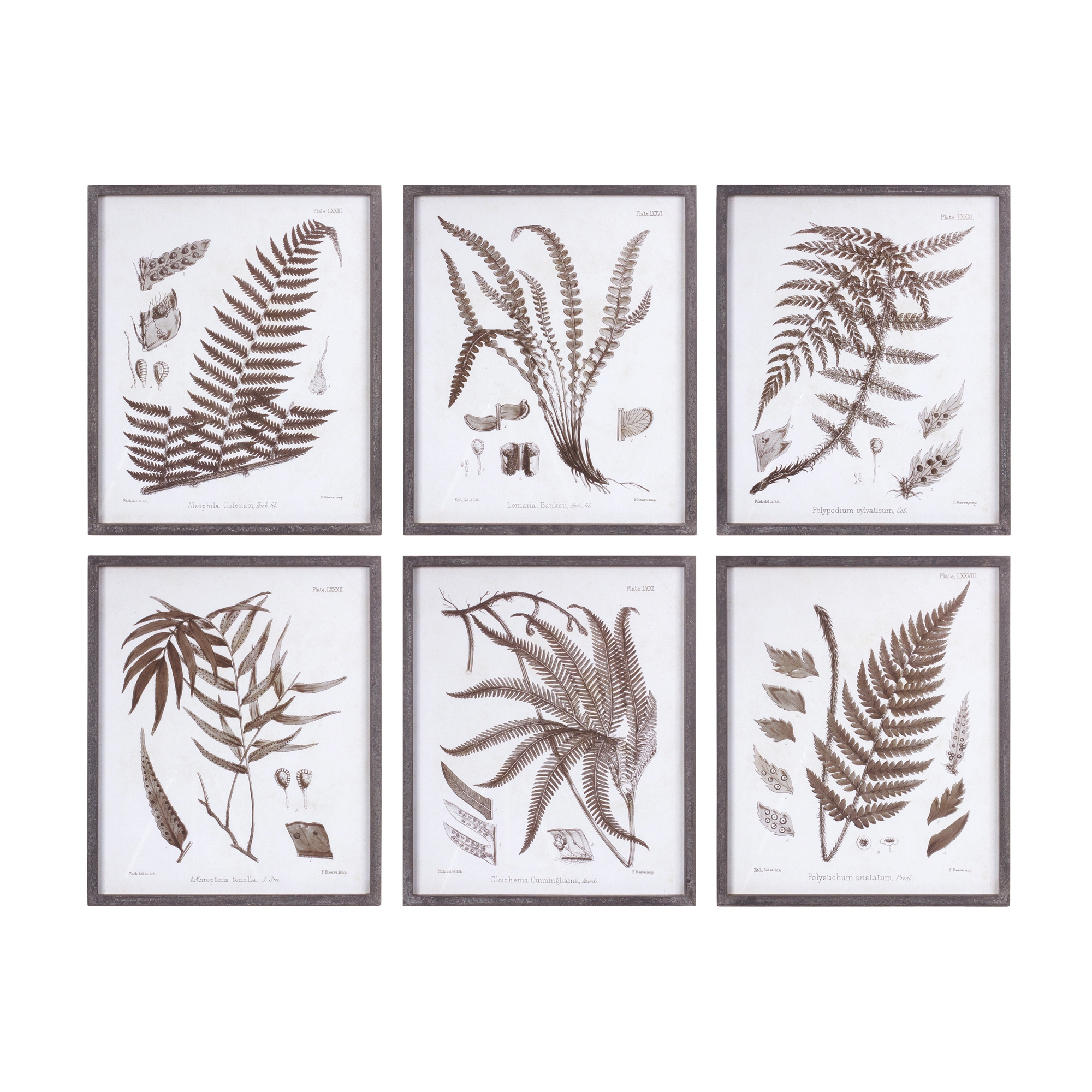 Framed Fern Print (Set of 6) 19.75
