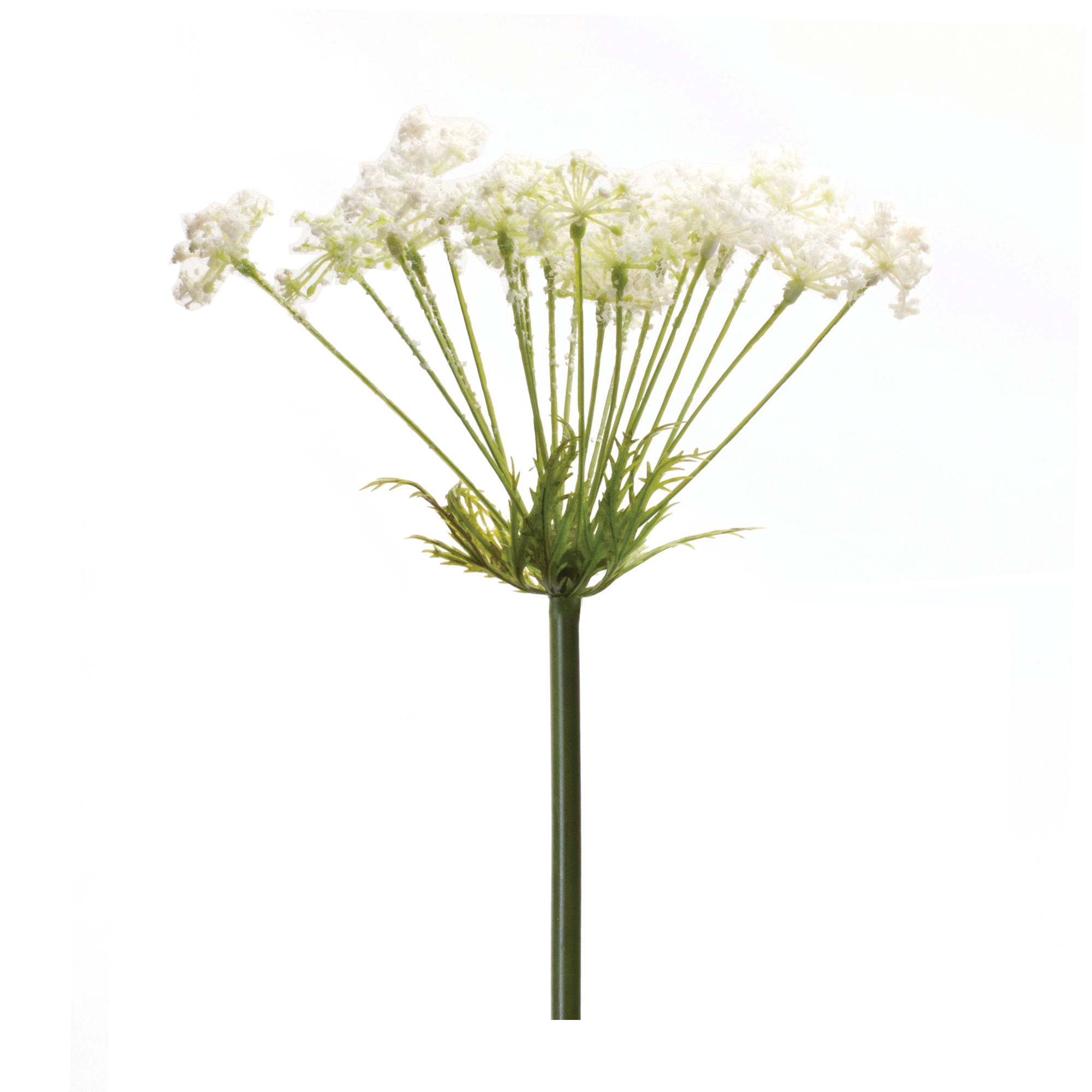 Queen Anne's Lace Stem (Set of 2) 29