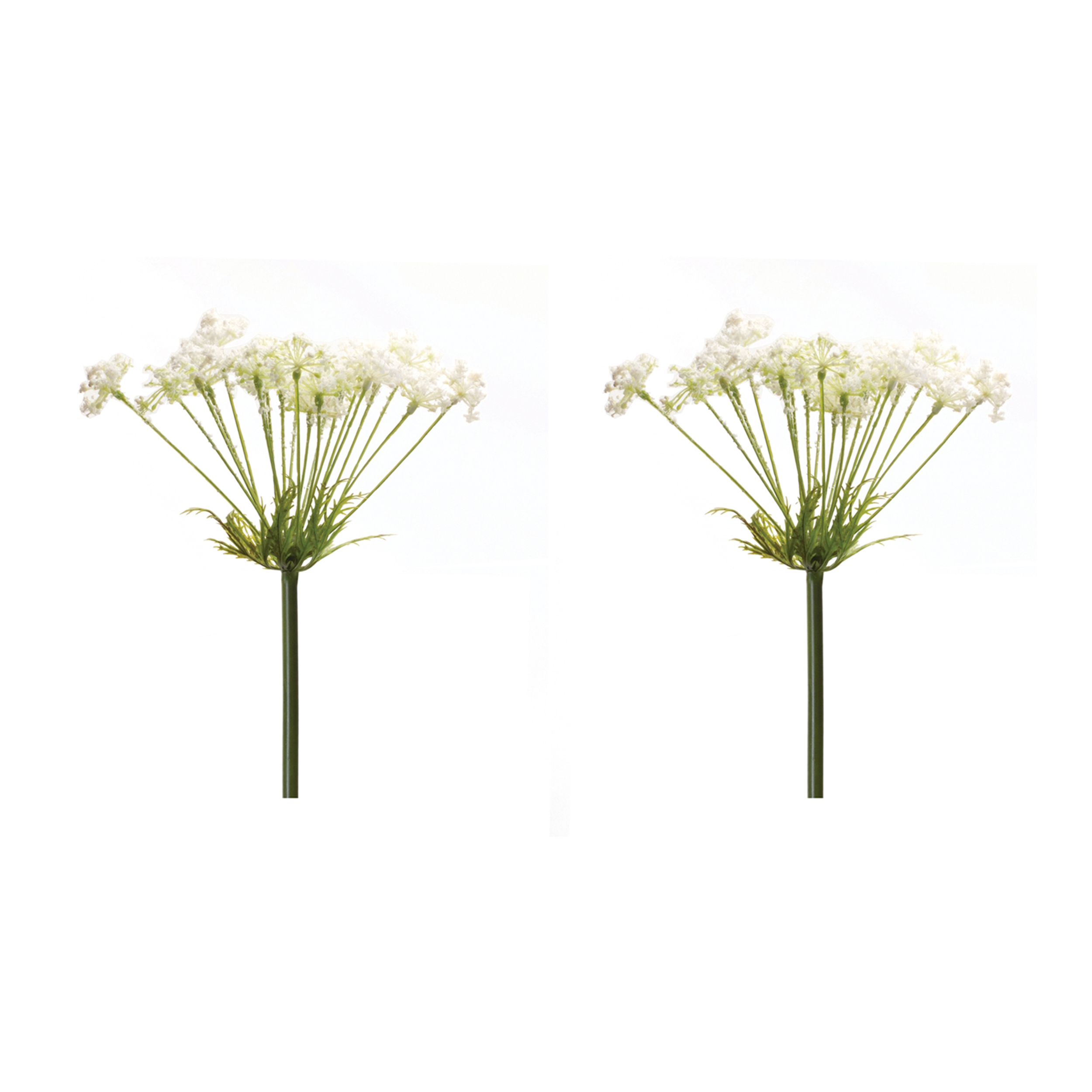 Queen Anne's Lace Stem (Set of 2) 29