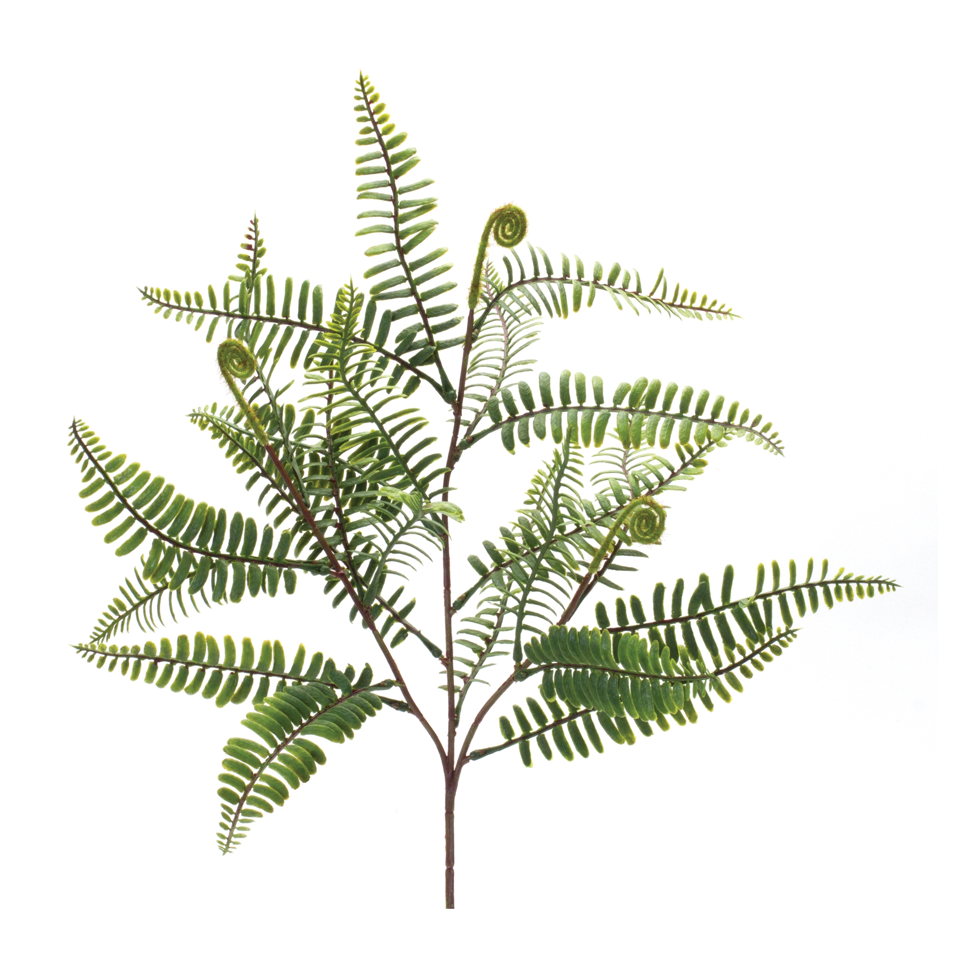 Fern Spray (Set of 6) 20